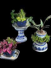 Load image into Gallery viewer, Miniature Gardens Collection