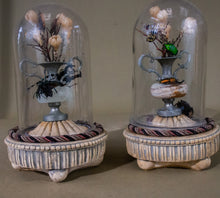 Load image into Gallery viewer, Pair of Domed Miniature Beetle Displays