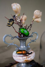 Load image into Gallery viewer, Pair of Domed Miniature Beetle Displays