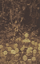 Load image into Gallery viewer, Akan Memorial figures field photo