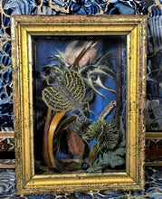 Load image into Gallery viewer, Diorama of flying dragon lizard in vegetation, housed in a shadow box with an antique gold leaf frame.
