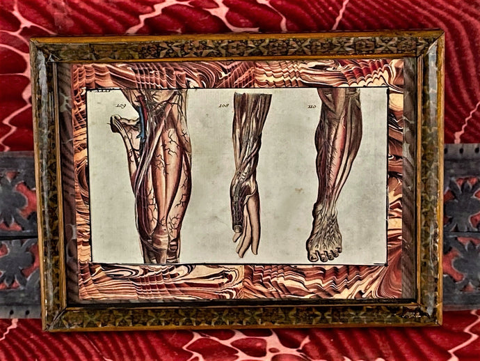 Human anatomy print showing leg and arm details (19th century color print), in a decoupaged 