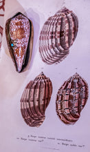 Load image into Gallery viewer, Victorian Style Perfume or Snuff Boxes