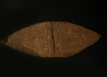 Load image into Gallery viewer, Man's Nassa Shell Chest Ornament Highlands PNG
