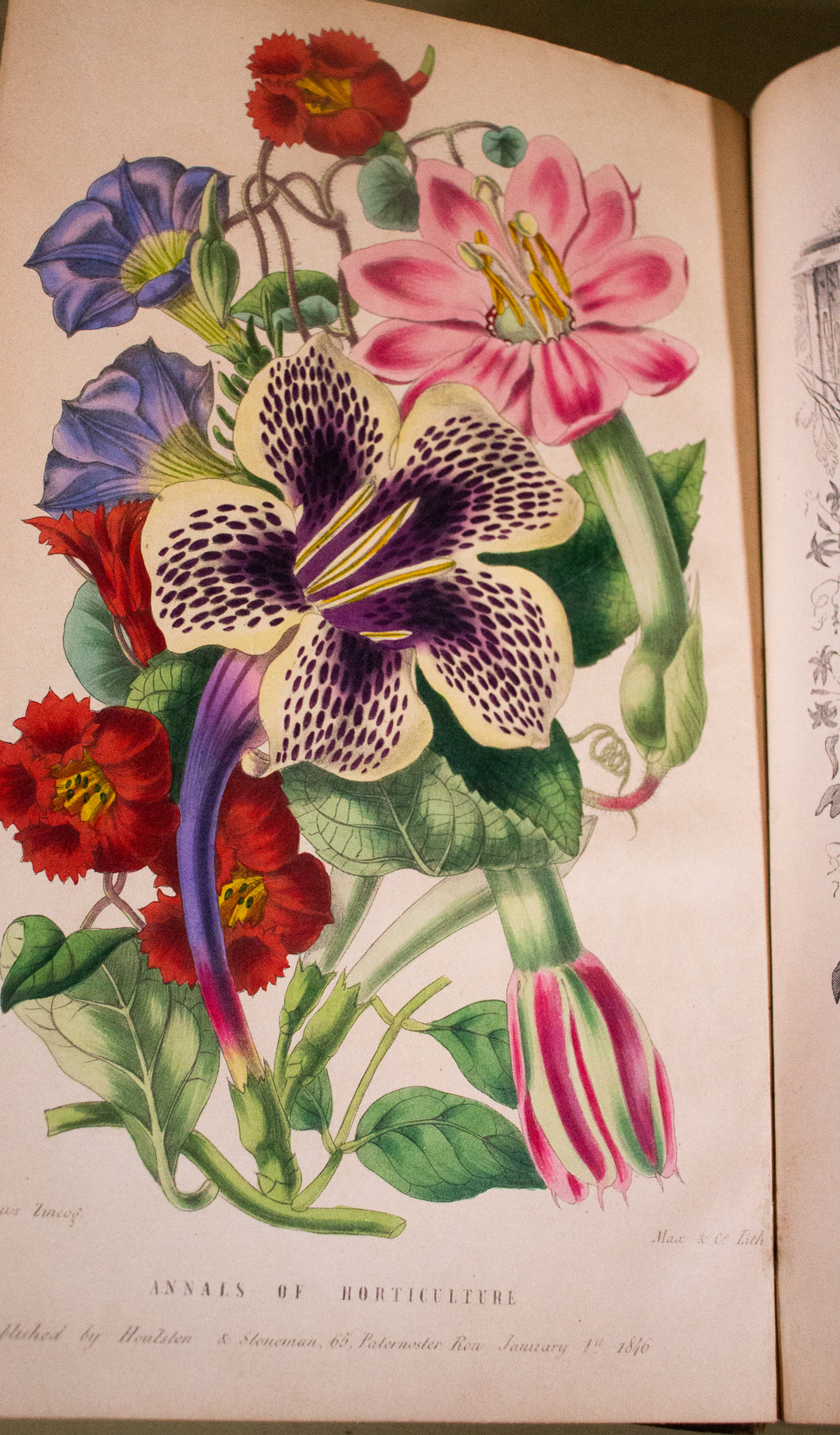 1846 The Annals of Horticulture