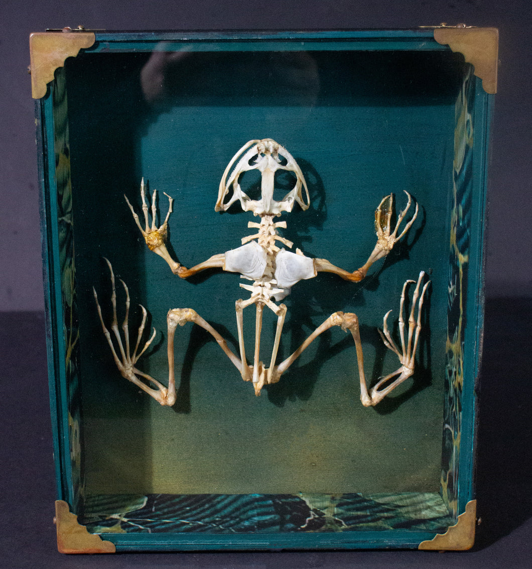Diorama of Cased Frog
