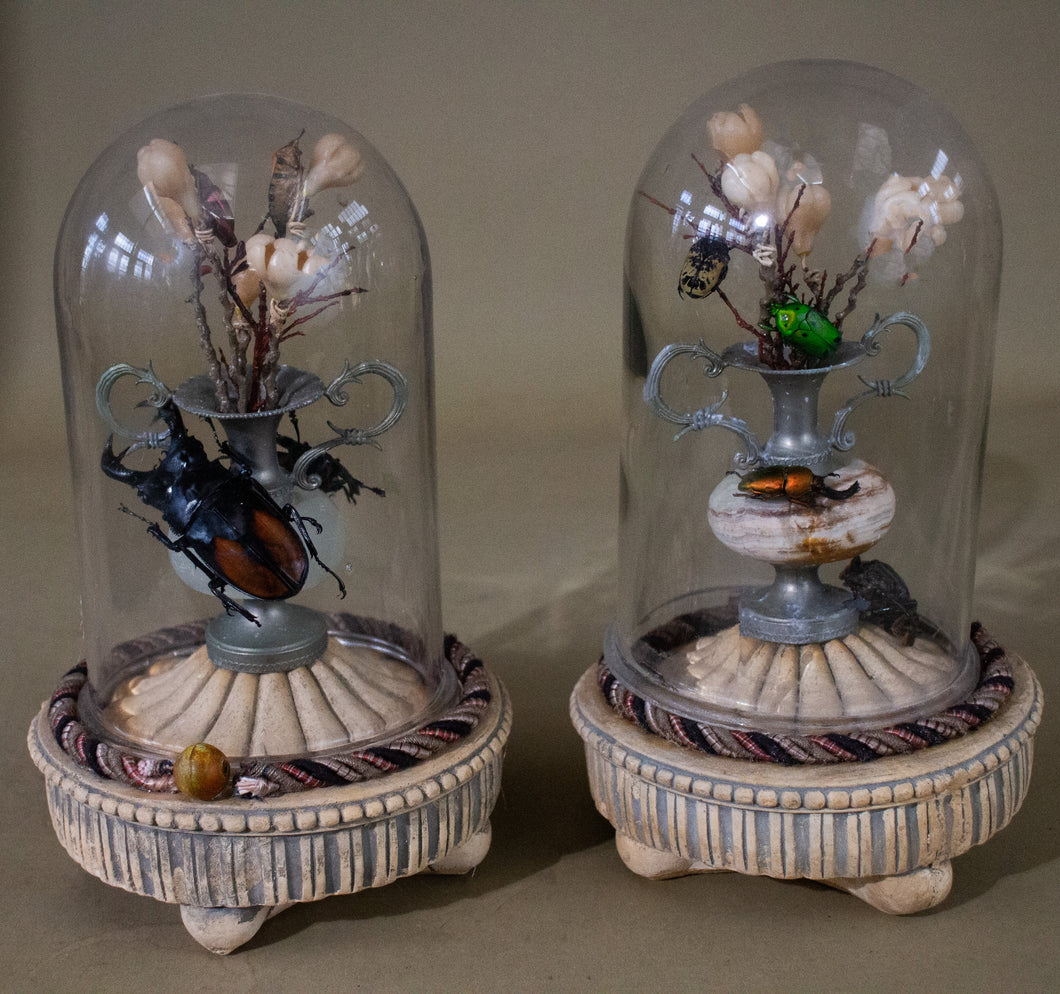 Pair of Domed Miniature Beetle Displays
