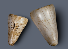 Load image into Gallery viewer, Massive Conus Shell Warrior  Armbands from Irian Jaya.

