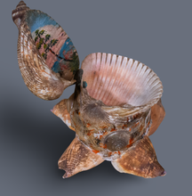 Load image into Gallery viewer, Vintage Shell Treasure lBox
