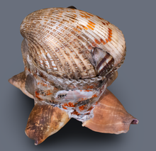 Load image into Gallery viewer, Vintage Shell Treasure lBox
