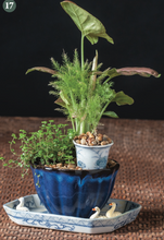 Load image into Gallery viewer, Miniature Gardens Collection
