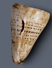 Load image into Gallery viewer, Massive Conus Shell Warrior  Armbands from Irian Jaya.
