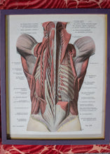 Load image into Gallery viewer, Vintage Medical Book Framed Pages
