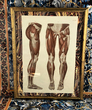 Load image into Gallery viewer, Pair of 1879 Anatomy Sections from a Large Folio
