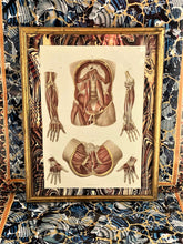 Load image into Gallery viewer, Pair of 1879 Anatomy Sections from a Large Folio
